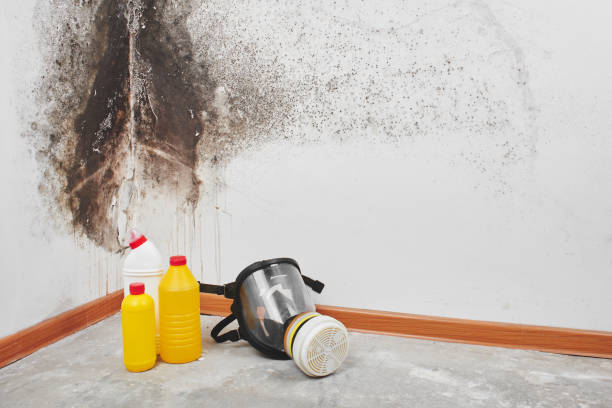 Best Local Mold Removal Service  in Fairlawn, VA