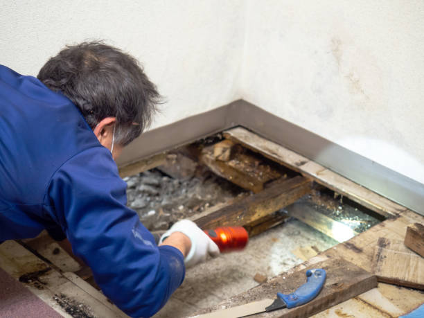 Best Residential Mold Removal  in Fairlawn, VA