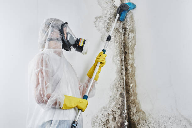 Best Same-Day Mold Removal  in Fairlawn, VA