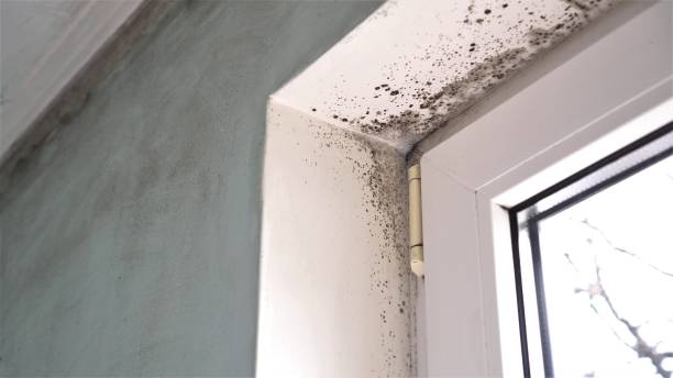 Best Mold Cleaning Services  in Fairlawn, VA