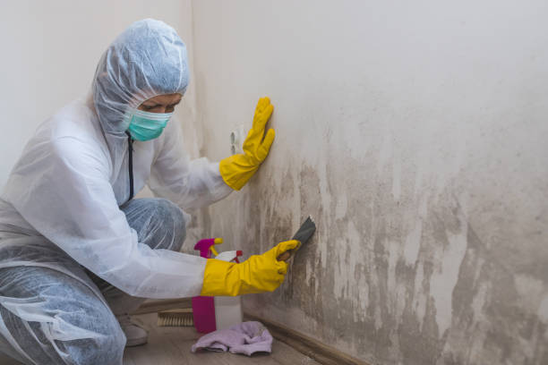Best Mold Testing  in Fairlawn, VA