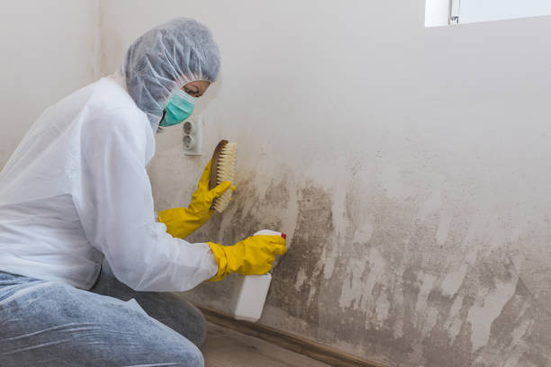 Best Mold Removal Company Near Me  in Fairlawn, VA