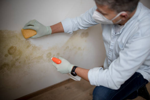 Mold Removal Process in Fairlawn, VA