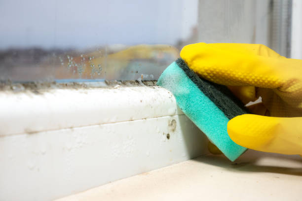Best Toxic Mold Removal  in Fairlawn, VA