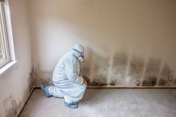 Best Mold Removal Specialists  in Fairlawn, VA