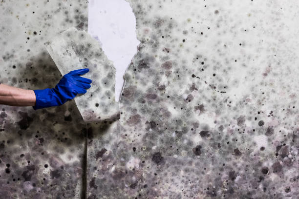 Best Professional Mold Removal  in Fairlawn, VA