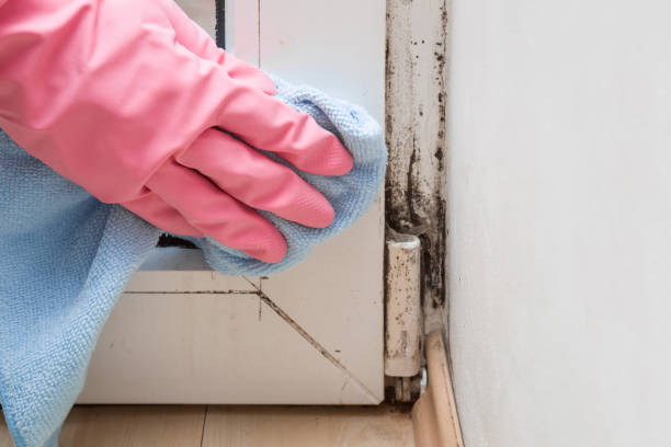 Best Office Mold Removal Services  in Fairlawn, VA