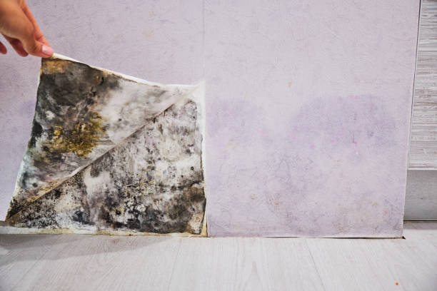 Best Mold Removal Company Near Me  in Fairlawn, VA